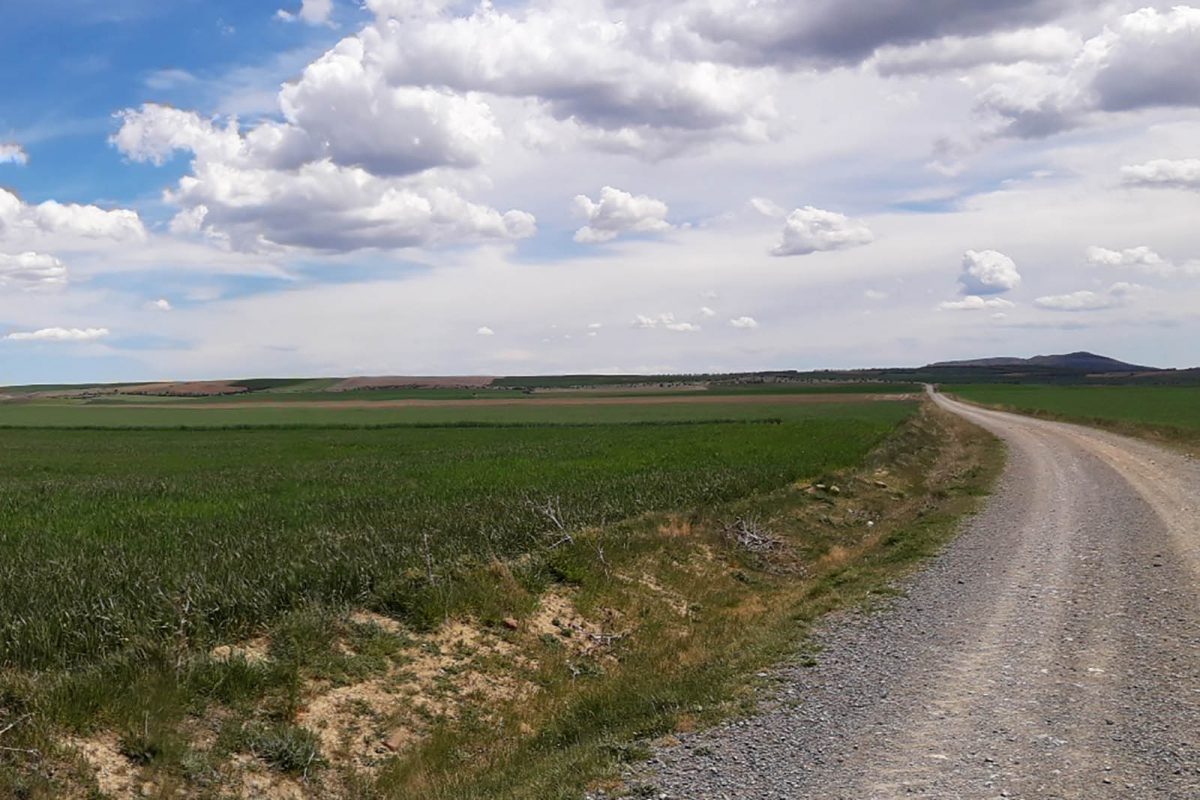 En este terreno de Noviercas (Soria) está planteada la mayor explotación lechera de Europa.