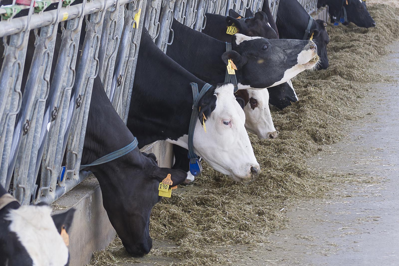 Vaquería extensiva en Huesca. Foto: Pablo Ibáñez.