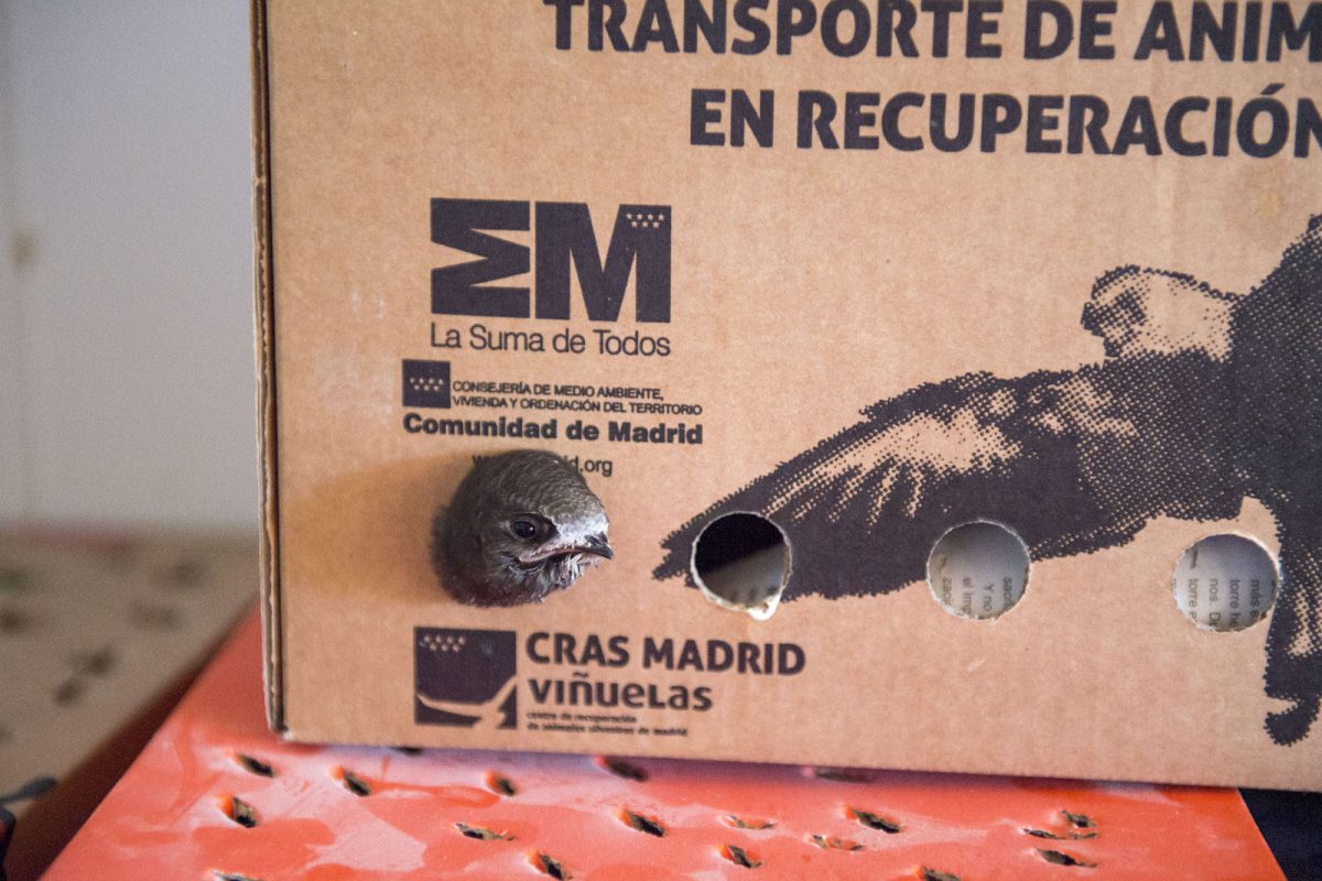 Un polluelo asoma por los agujeros de una de las cajas para el transporte de especies.