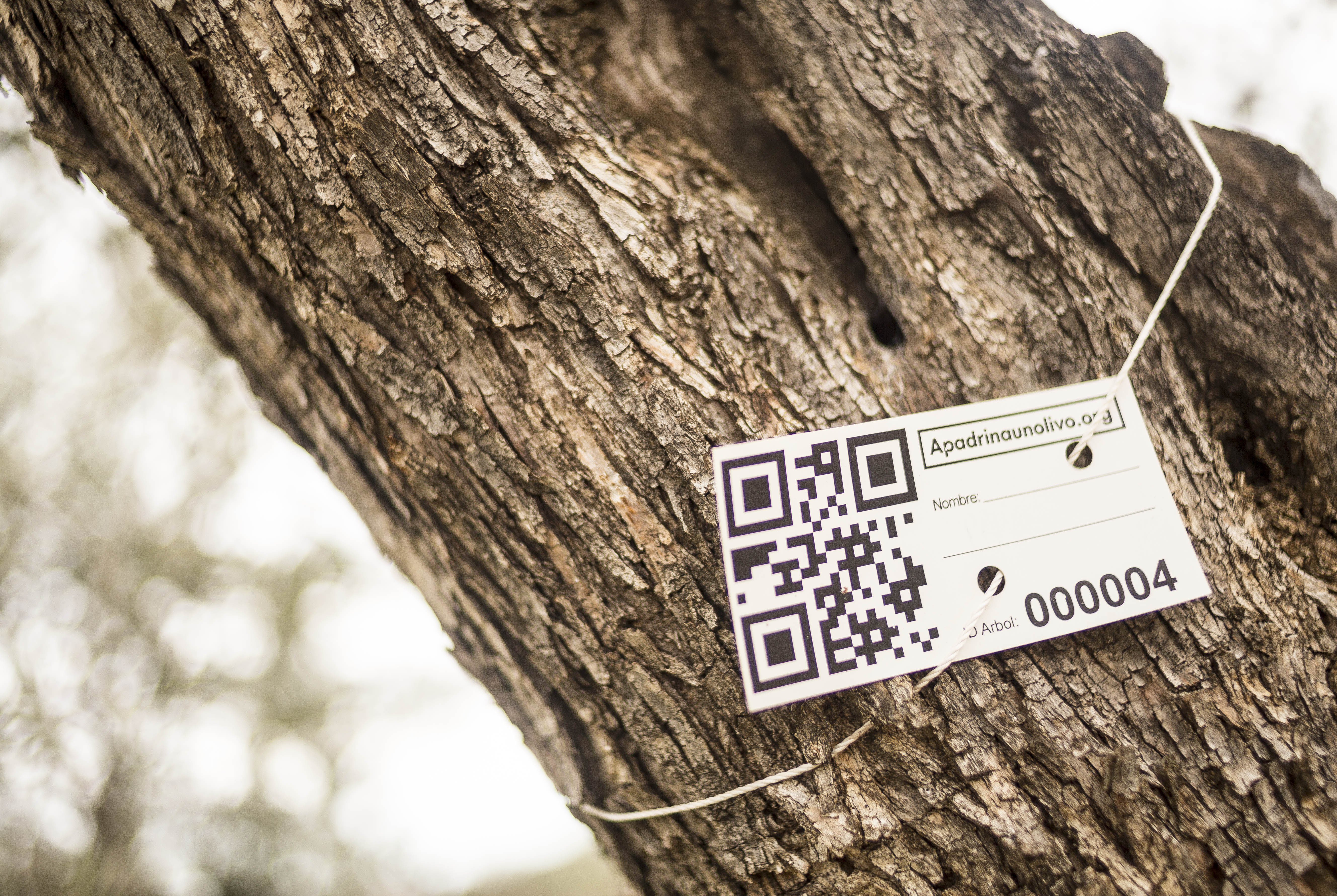 Oliete, apadrinar olivos para recuperar un pueblo